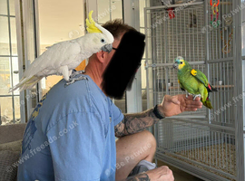 Medium sulphur crested cockatoo