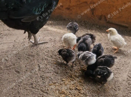 Chicks