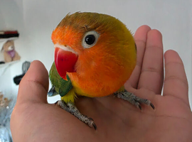 Hand tame baby lovebird