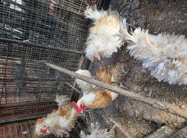 Polish frizzle and sarema cross Japanese black tail