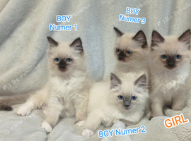 Ragdoll kittens - Exceptional