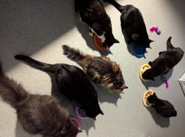 Home & away pet feeding service
