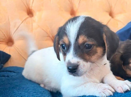 2 girls jack Russell puppies