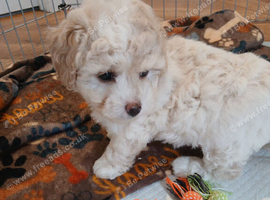 Health tested small maltipoo