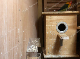 2 Pairs of Beautiful Fischer&rsquo;s Lovebirds for Sale