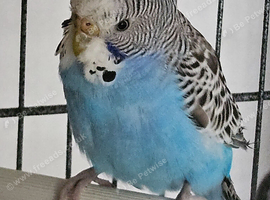 Beautiful pair split face budgies