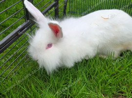 Beautiful Continental Giant x Lion Lop