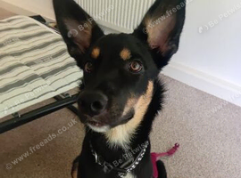 6 months old female kelpie