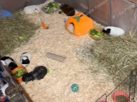 Guinea pigs