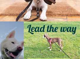 Dog walker