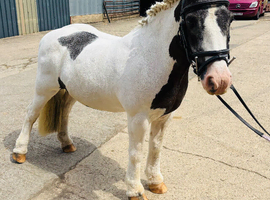 11.3 Mini cob gelding pony club/ Hunting pony