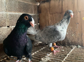 Syrian Pigeon Sale
