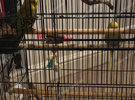 Two male budgies