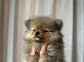 READY TO GO  2 stunning KC Pomeranian puppies