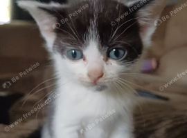 Kittens