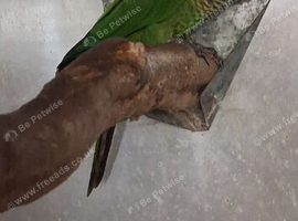 Conure for sale