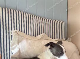 Reluctant rehoming whippet x Italian greyhound