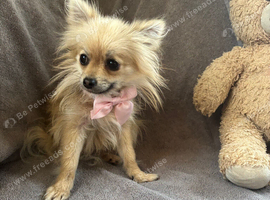 Selling my little girl named tiny