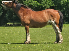 14.3/15 h cob mare