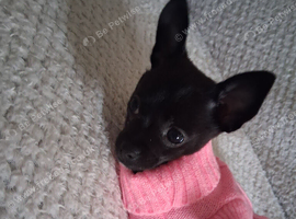 Poppy