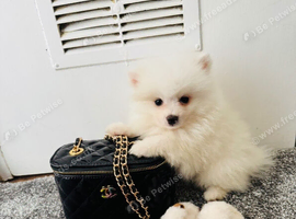Mini Pomeranian