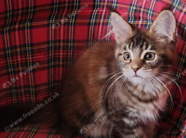 Last girl available Russian bloodline