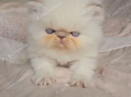 Stunning Pedigree Persian Kittens