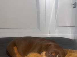 5 Bulldog/collie pups for sale
