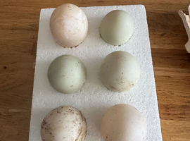 Fertile Hybrid duck eggs