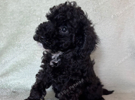F1bb cockapoo puppies 1 left fully vaccinated