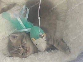 Beautiful bsh  kittens blue and lilac