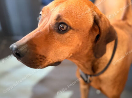 Rhodesian Ridgeback x Fox Red Labrador