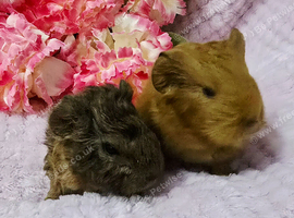 Sow pair