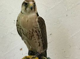 Saker falcon