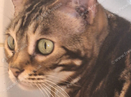 Tica Bengal Chocolate Marbled April speyed female