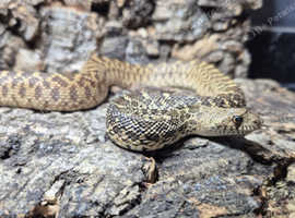 Het Hypo Bull Snake at Birmingham Reptiles