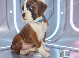 4 kc registered boxer puppies