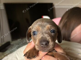 3 dachshund puppy&rsquo;s looking for forever homes