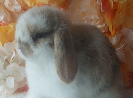 mini lops