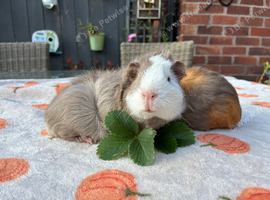 2 male guinea pigs for sale 7 weeks now