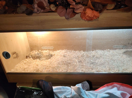 Male And female tortoise for sale