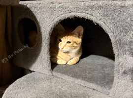 Mixed breed kitten
