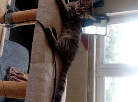 Kitten