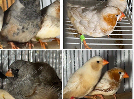 Zebra Finches