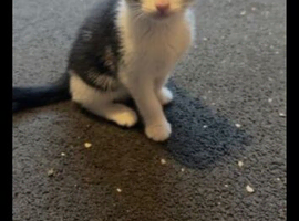 female kittens for sale