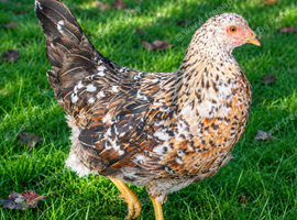 SWEDISH FLOWER HEN - VARIOUS PULLETS - RARE LANDRACE BREED