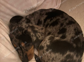 Miniature dachshund female puppy