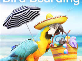 Bird holiday sitting or boarding