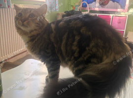 Long haired tabby