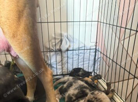 Mixed breed puppies for sale